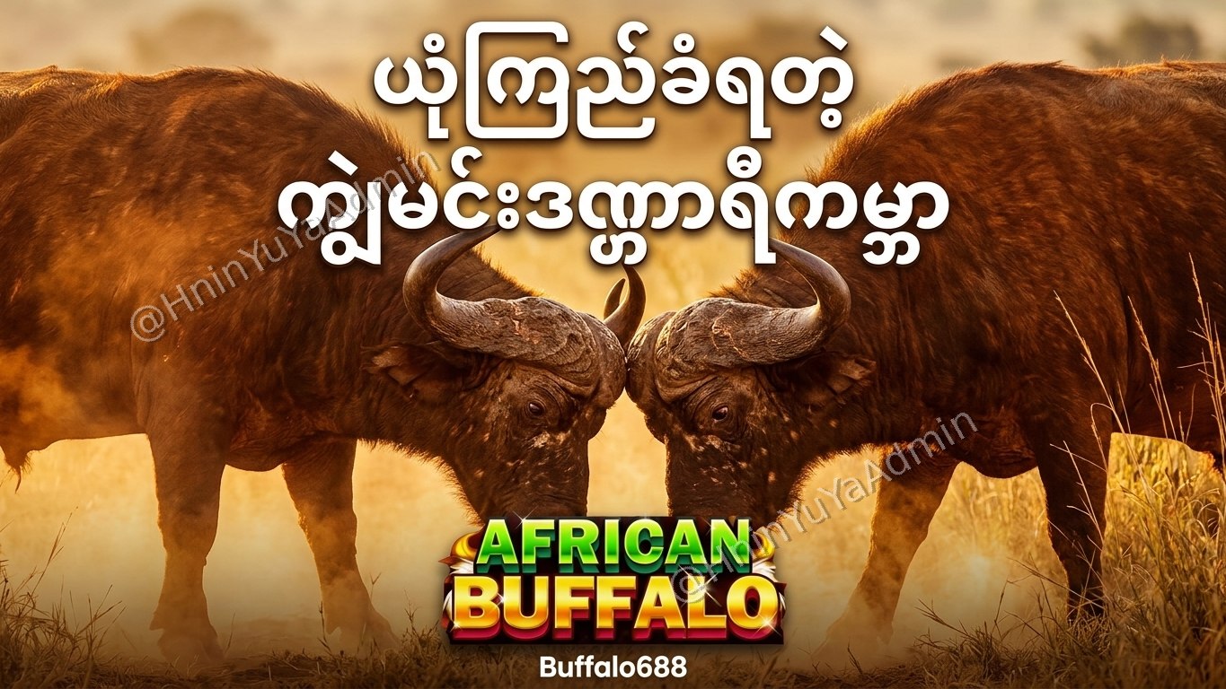 ကျွဲဂိမ်းအစစ် Buffalo688 ၊ကျွဲဘုရင် ၊ရှမ်းကိုးမီး၊ဘူကြီး